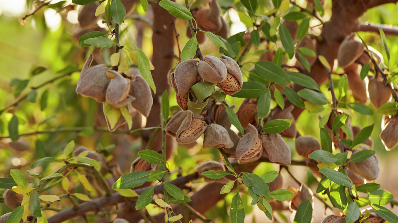 USDA Forecasts Larger Almond Crop