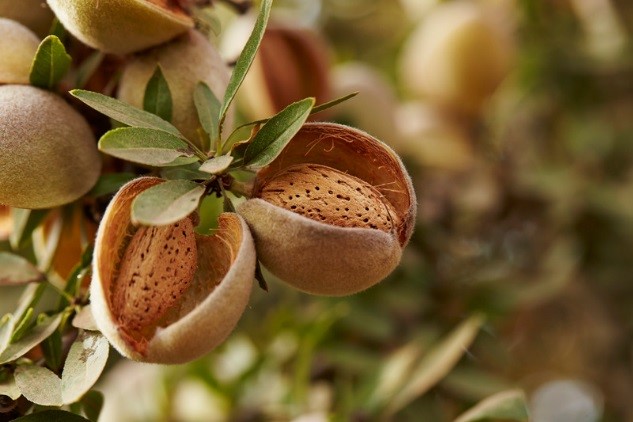 Almond Hull Byproducts as a Casing Amendment Material in Mushroom ...